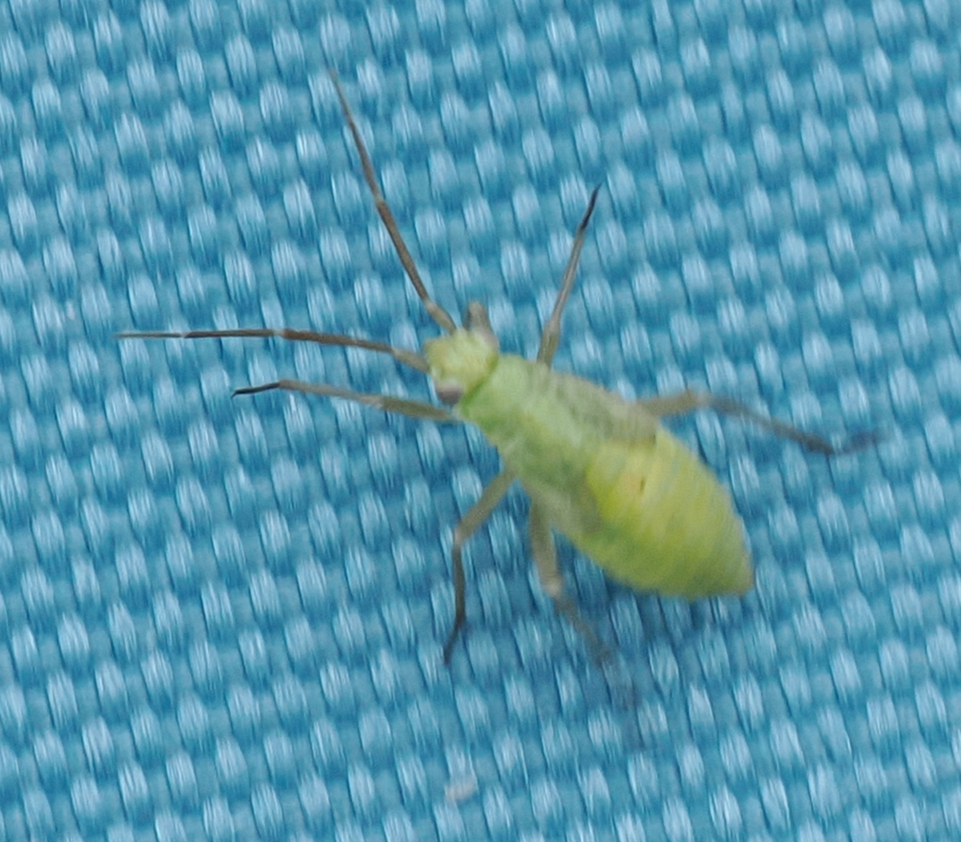 Stenotus-binotatus